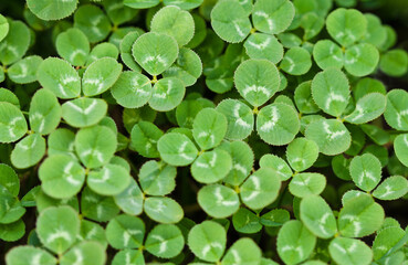background of green clover leaves top view