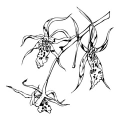 Hand drawn vector ink orchid flowers and branches, monochrome, detailed outline. Circle wreath composition. Isolated on white background. Design for wall art, wedding, print, tattoo, cover, card.