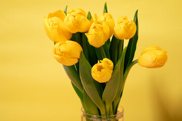 thin yellow tulips