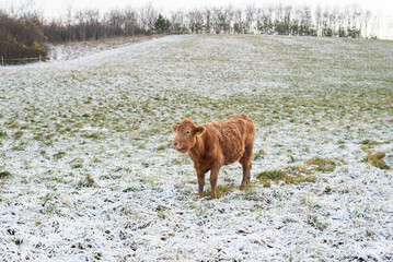 Cow out in the field in the winter - traditional homestead