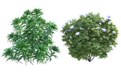 Japanese Andromeda Peony shrub set