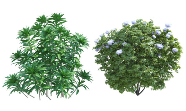 Japanese Andromeda Peony shrub set