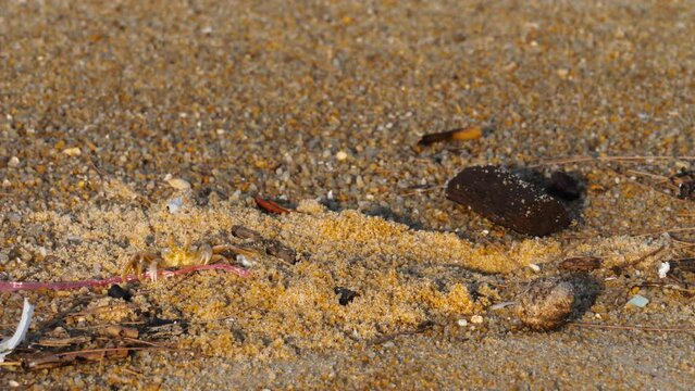 Footage of a crab sorting through grains of sand with claws