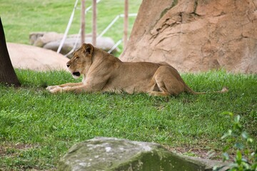 A lioness is lying comfortably in a grassland, taken from the side, in the background a grassland with a rock.