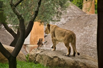 A lioness licking her mouth is standing on a rock, taken from behind sideways, there are trees to...