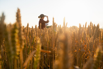 Woman farmer with tablet in a wheat field. Sunset.	