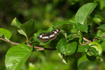 Neptis rivularis, of the family Nymphalidae. Central Russia.