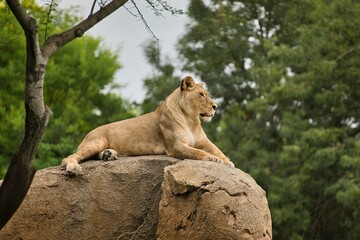 Lioness lies majestically on a rock and looks into the distance, in the background a duffuse tree...