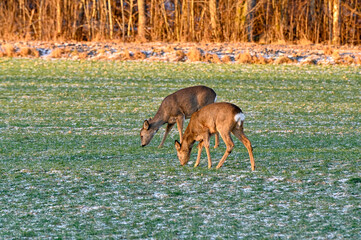 roe deer on green field in february