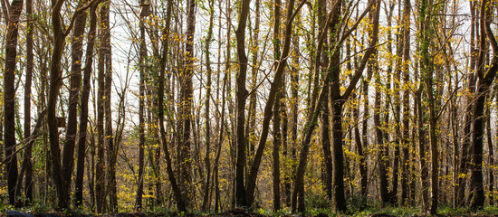 Forest view in autumn in Istanbul, on display