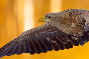 Bielik (Haliaeetus albicilla)