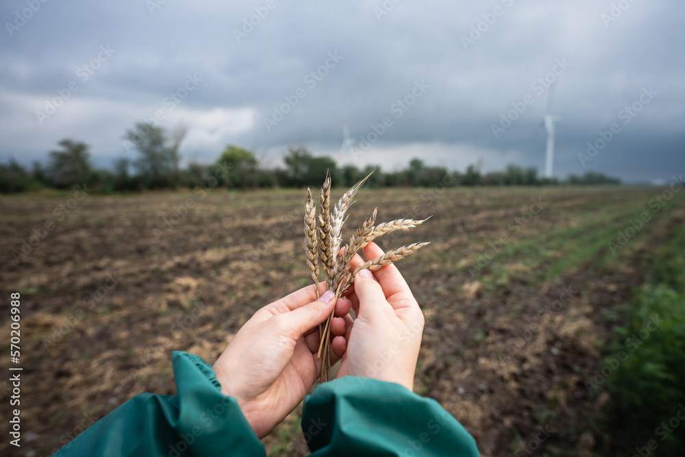 Aufkleber farmer holds ears of wheat in hand. wind generators in the background