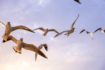 Seagulls flying in the sky at sunset. Bird shot at the golden hour. seabirds, seagulls. Close-up high resolution seagull shot.