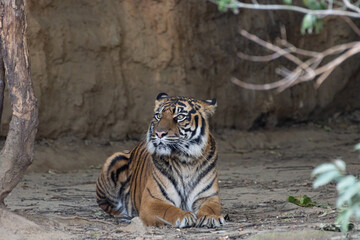 見つめるスマトラトラ