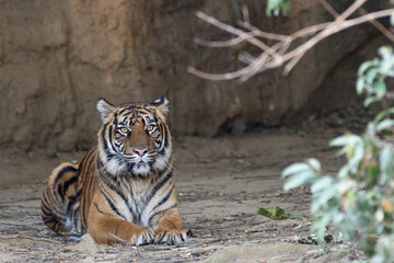 見つめるスマトラトラ
