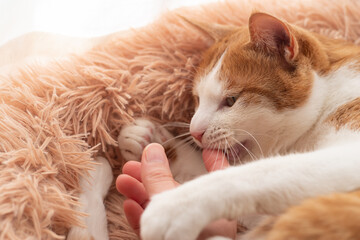 猫と触れ合う　茶トラ白