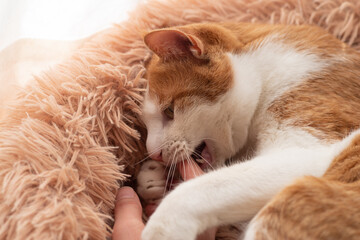 猫と触れ合う　茶トラ白