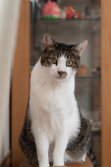 見つめる猫　キジトラ白