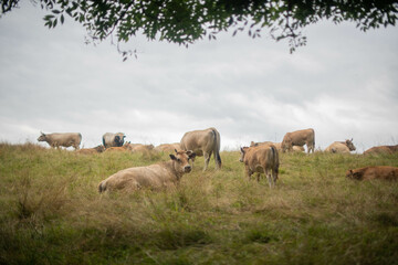 Naklejka na ściany i meble Cattle stands in a meadow