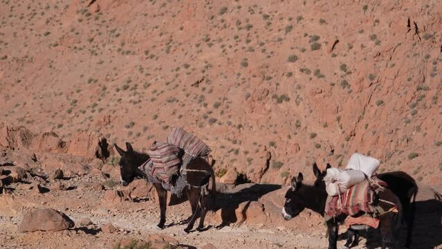 Berber Person With Donkeys Carrying Sacks Near High Atlas Mountains