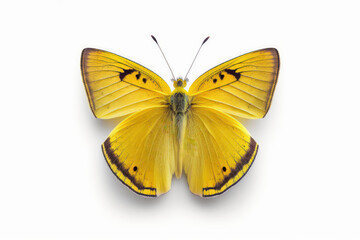 Fototapeta na wymiar Beautiful light yellow butterfly isolated on white background (Generative AI)