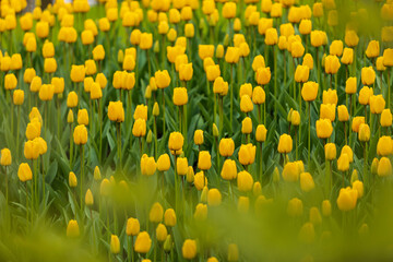 Colourful tulips in bloom on a farm in the spring