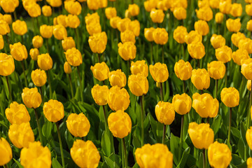 Colourful tulips in bloom on a farm in the spring