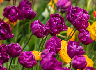 Colourful tulips in bloom on a farm in the spring