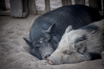 Pigs Cuddling While Sleeping Together