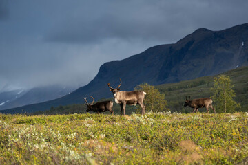 Reindeer, Padjelanta national park, Lapland, Sweden © Cavan