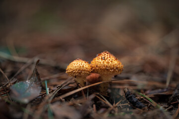 Selective focus of orange wild mushrooms in autumn