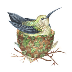 The hummingbird sits in a nest. Tropical exotic bird. Watercolor illustration. Isolated on a white background. For design prints, interior stickers, printing on fabrics and home goods