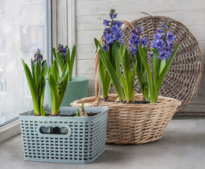 Growing hyacinths on the window for forced flowering for the holiday 