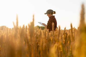 Woman farmer with tablet in a wheat field. Sunset.	
