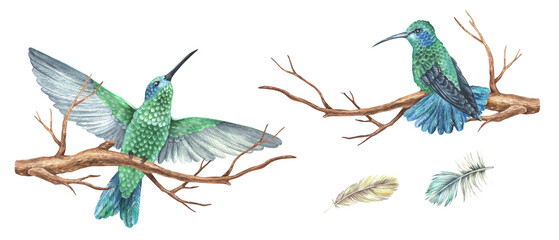 Watercolor illustration. A set of hummingbirds on branches and feathers. Tropical exotic bird. Isolated on a white background. For home decor design, rustic textile prints, vintage stickers