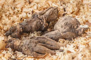 Incarvillea roots in sawdust in winter. Flat lay.