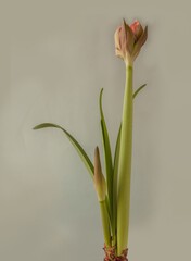 Hippeastrum (amaryllis) No. 28  on a gray background