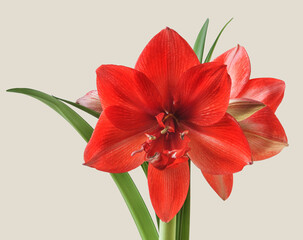 Red double hippeastrum (amaryllis)  on gray background