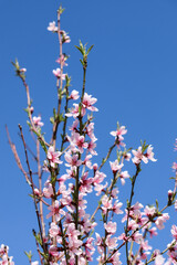 blooming pink flowers peach tree branches on blue sky background, natural background, spring background