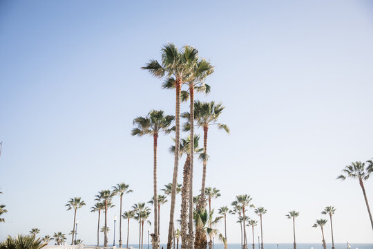 Palm trees in a symmetrical Beach landscape