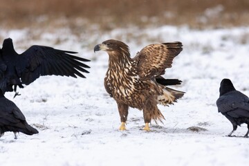 Close-up of the white-tailed eagle (Haliaeetus albicilla) - large brown-white eagle on snow in winter