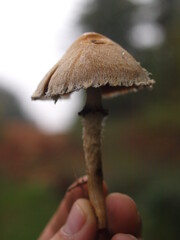 Lepiota spp.
