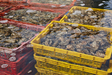Oyster farm in Arcachon bay. Gourmet seafood in Aquitaine, France