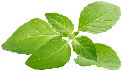 Peppermint leaves