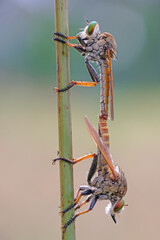 mating robber fly on branch