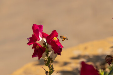 Flower known as "boca de leão", in portuguese, with the scientific name Antirrhinum majus (in Latin) being visited by a bee in search of nectar. Selective focus.