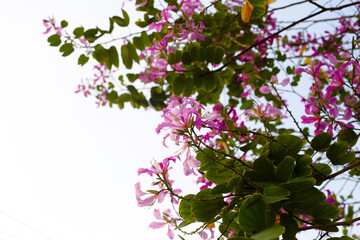 Obraz na płótnie Canvas Bauhinia purpurea tree with pink flower