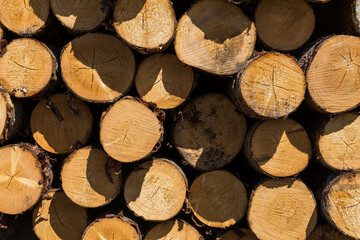 Freshly cut tree logs