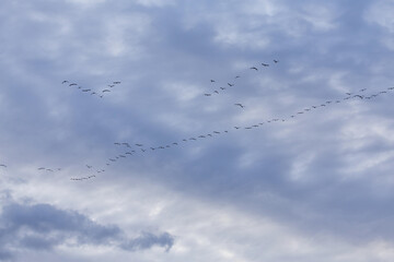 Group of migrating geese birds