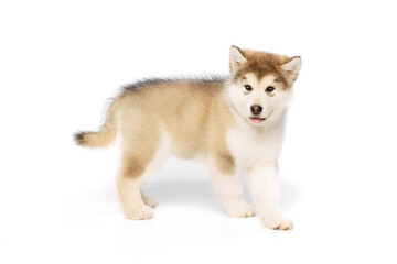 Studio shot of fluffy cute beautiful Malamute puppy posing isolated over white background. Pet looks healthy and happy. Concept of care, love, animal life